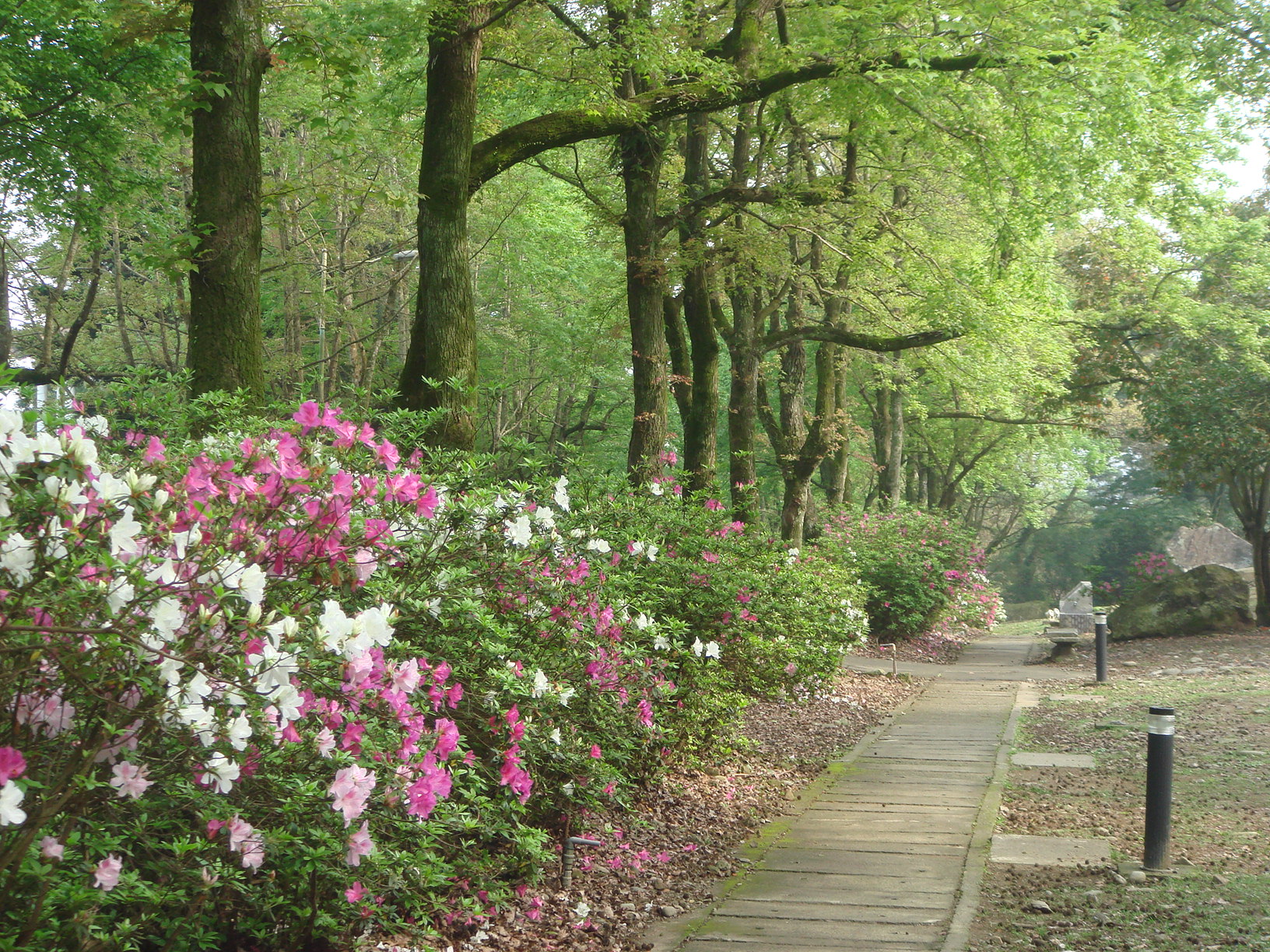 風景圖  (143).JPG