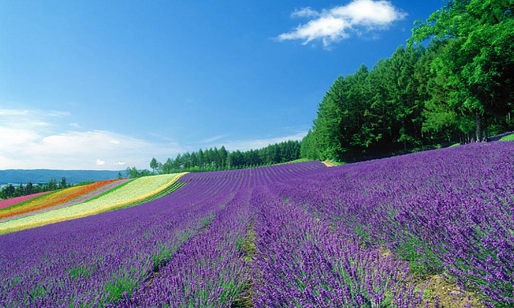 1305_hokkaido_main.jpg