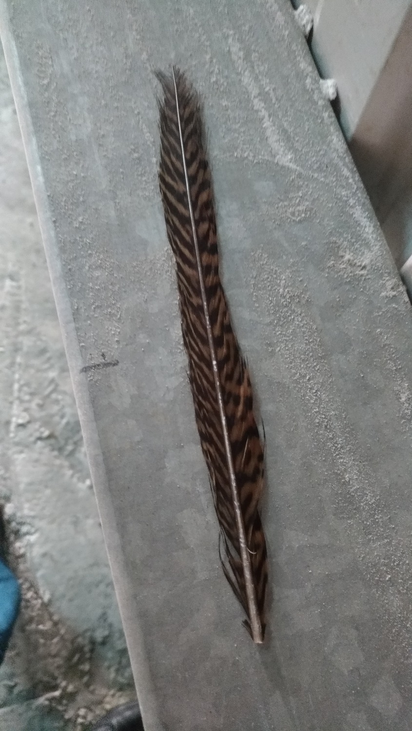 P_20180726_082126_vHDR_Auto.jpg
