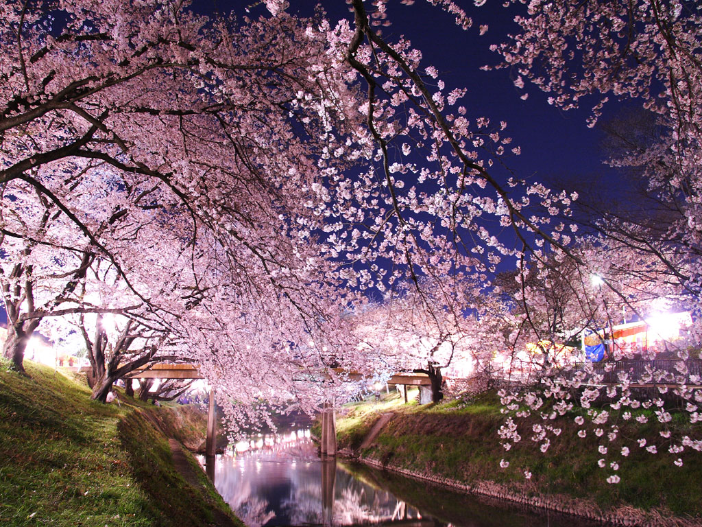 bf_58138_1087035_88355_sakura070405067wallb.jpg