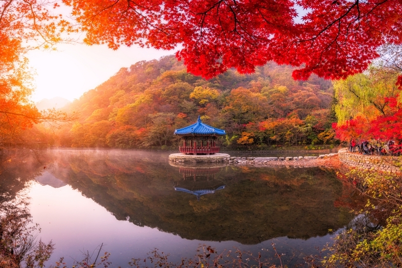 batch_Korea_Maple_Ashutterstock_778448620-2.jpg