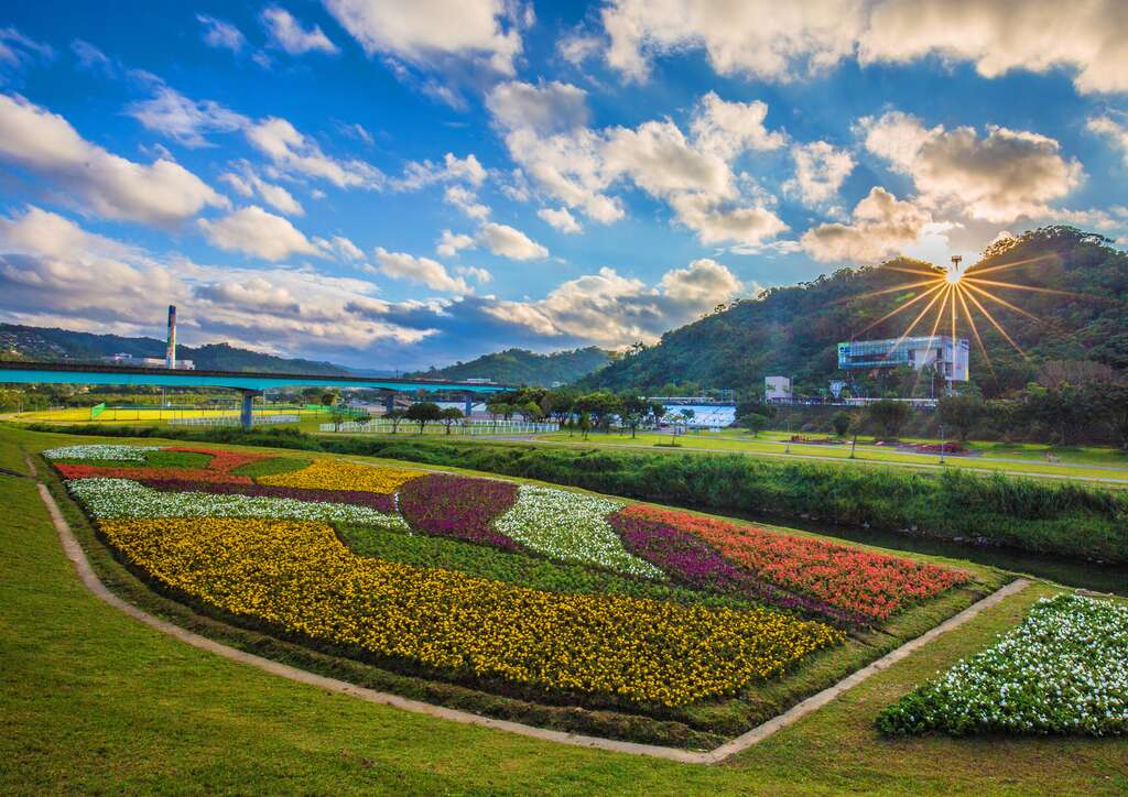 觀賞期倒數中 北市河濱限定美景 絕美花海盛開中.jpg
